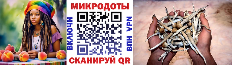Псилоцибиновые грибы Psilocybine cubensis  Сосновый Бор 